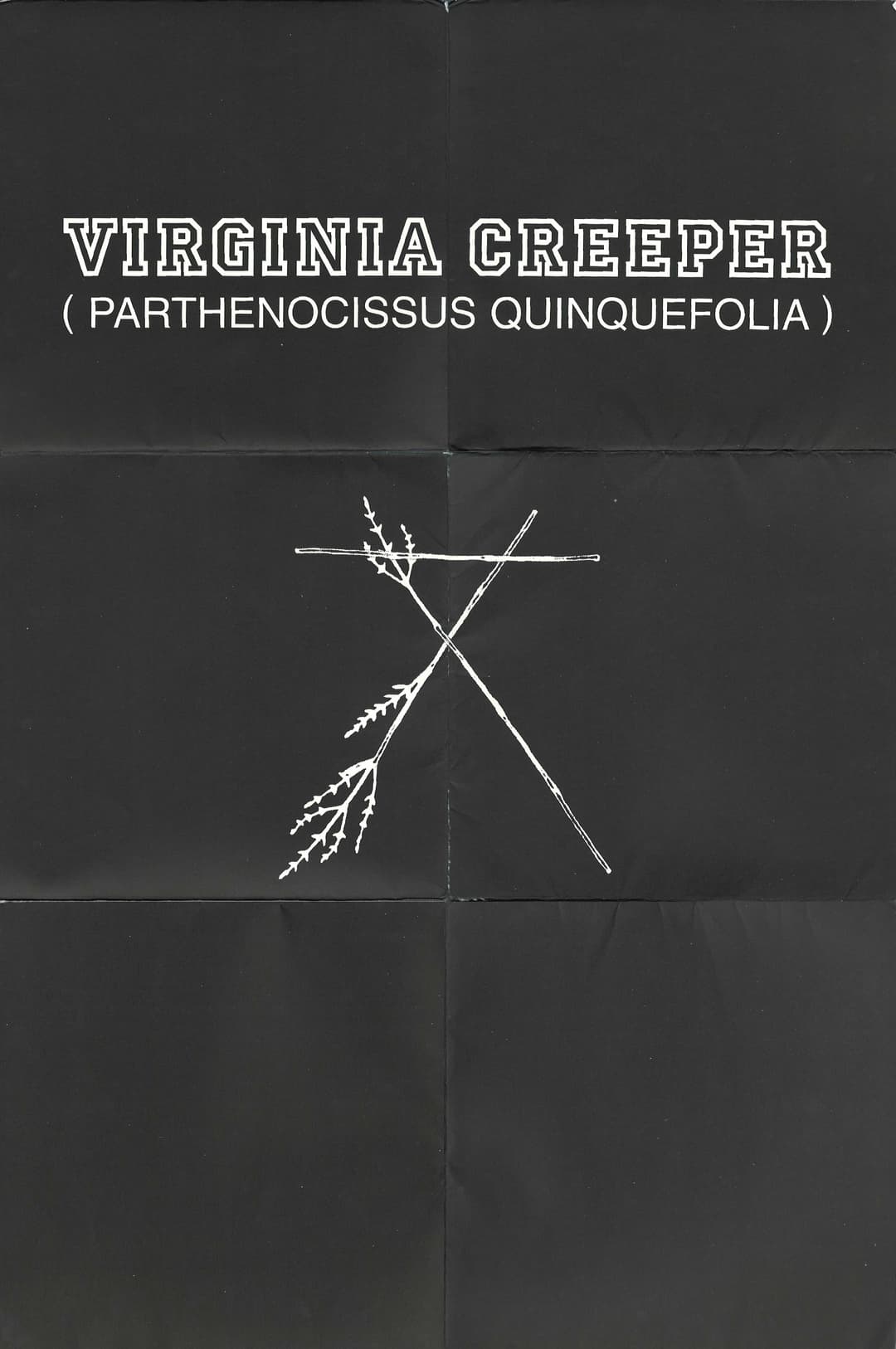 Cover photo for 'A/W 2002 'Virginia Creeper' Catalog' by Raf Simons